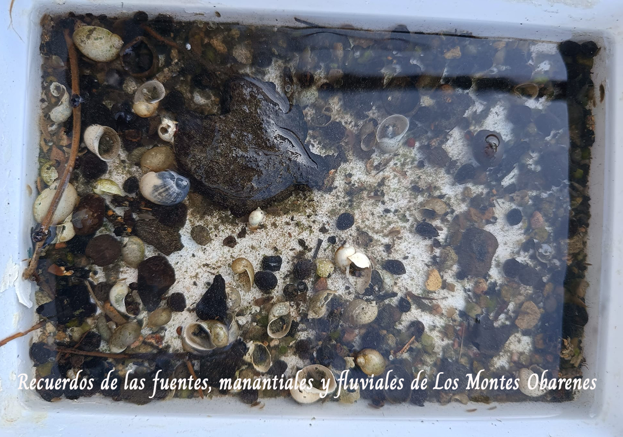 El agua no se vende el agua se defiende postal 5.jpg